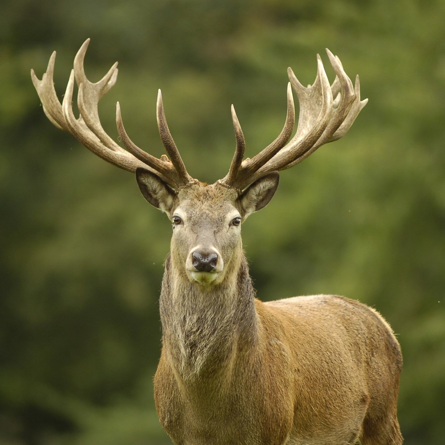 Image of woburn red deer